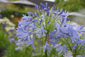 Agapanthus 'Lavender haze' (bladhoudend)