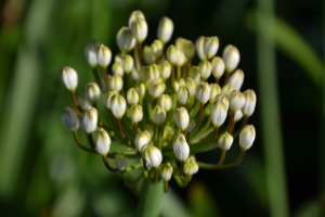 Agapanthus 'Lemon ice' (bladhoudend)