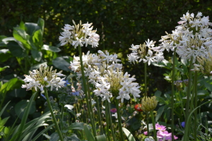 Agapanthus 'Margarita ®’ (bladverliezend)