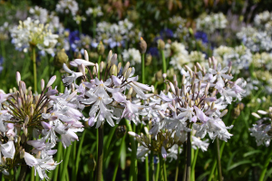 Agapanthus 'Margarita ®’ (bladverliezend)