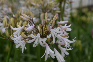 Agapanthus 'Margarita ®’ (bladverliezend)