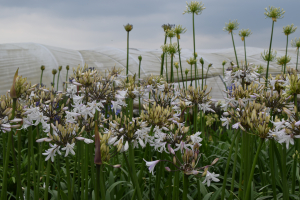 Agapanthus 'Margarita ®’ (bladverliezend)