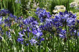 Agapanthus 'Marijke' (bladhoudend)