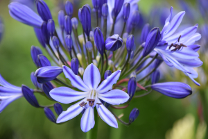 Agapanthus 'Marijke' (bladhoudend)