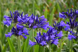 Agapanthus 'Navy Blue' (bladverliezend)