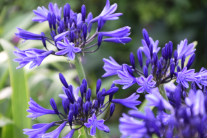 Agapanthus 'Navy Blue' (bladverliezend)