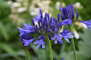 Agapanthus 'Navy Blue' (bladverliezend)