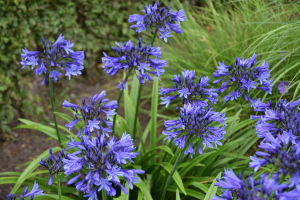 Agapanthus 'Navy Blue' (bladverliezend)