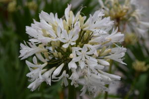 Agapanthus 'Malaga' (bladverliezend)