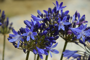 Agapanthus 'Casa elegante ®' (bladhoudend)