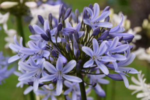 Agapanthus 'Paris' (bladverliezend)