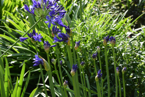 Agapanthus 'Pino' (bladverliezend)