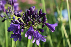 Agapanthus 'Poppin purple ®' (bladhoudend)