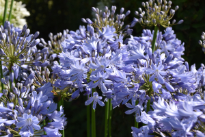 Agapanthus 'Rotterdam' (bladverliezend)