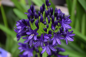 Agapanthus 'Royal velvet' (bladverliezend)