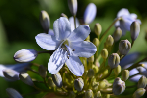 Agapanthus 'Silver mist' (bladverliezend)