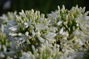 Agapanthus 'Snow cloud' (bladhoudend)