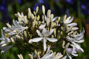 Agapanthus 'Snow in Paris' (bladverliezend)