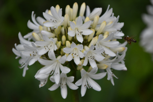 Agapanthus 'Stephanie's charm' (bladverliezend)