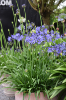 Agapanthus 'Su Casa ®' (bladhoudend)