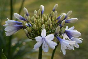 Agapanthus 'Twister ®' (bladverliezend)