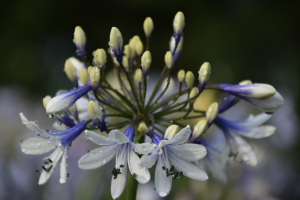 Agapanthus 'Twister ®' (bladverliezend)