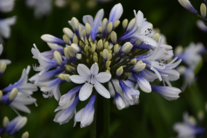 Agapanthus 'Twister ®' (bladverliezend)