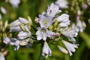 Agapanthus 'White beetle' (bladverliezend)