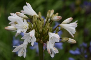 Agapanthus 'White beetle' (bladverliezend)