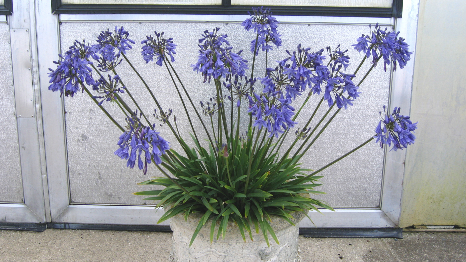 Lapis lazuli shop flower