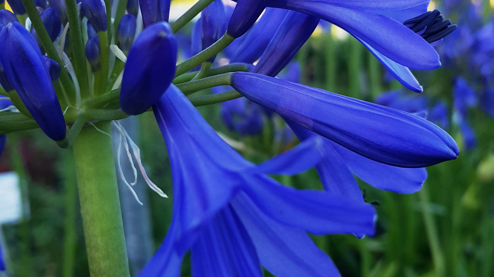 Agapanthus 'Blue Bayou ®' (evergreen) | Agapanthuskwekerij