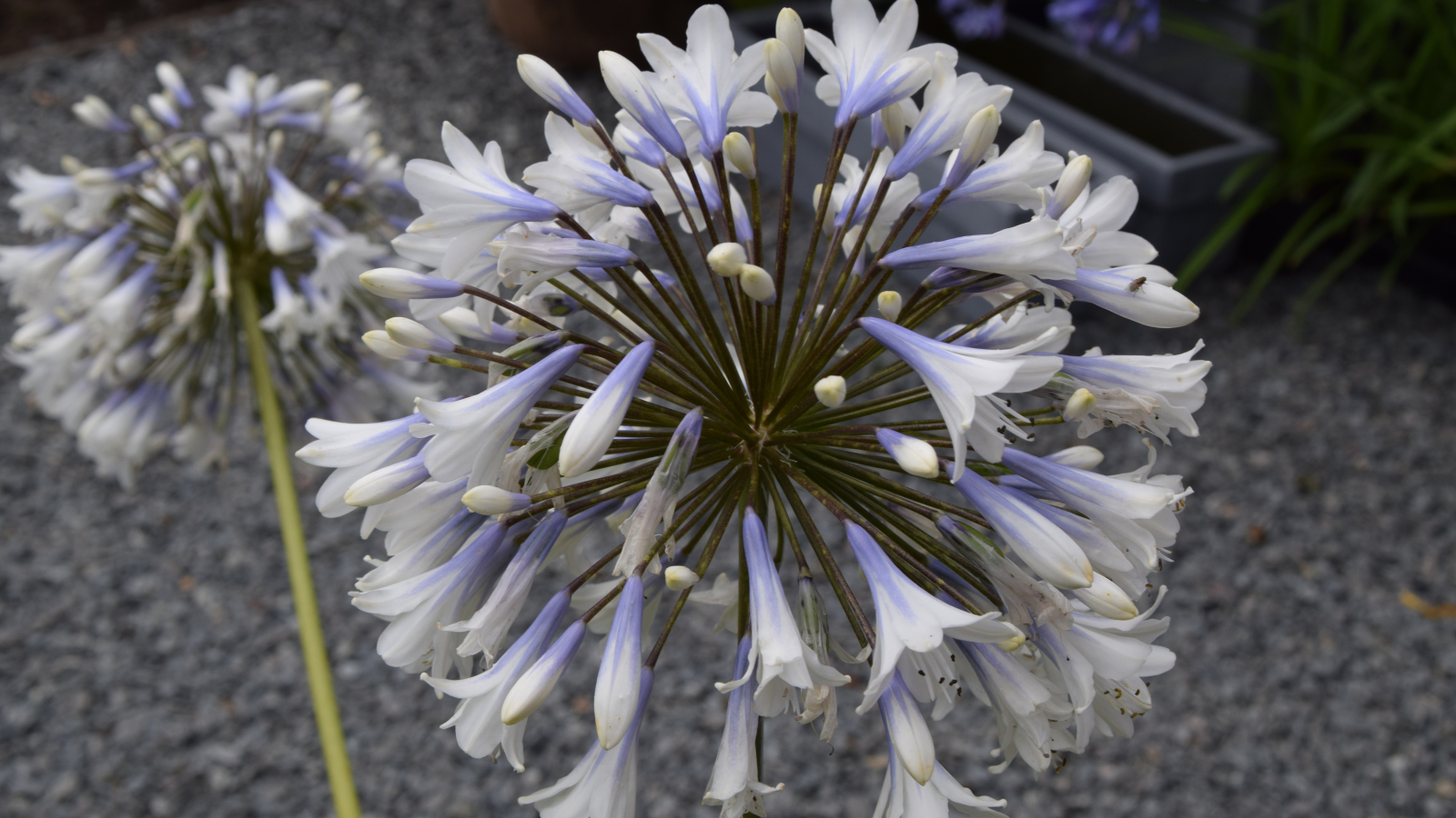 Agapanthus 'Enigma' (evergreen) | Agapanthuskwekerij