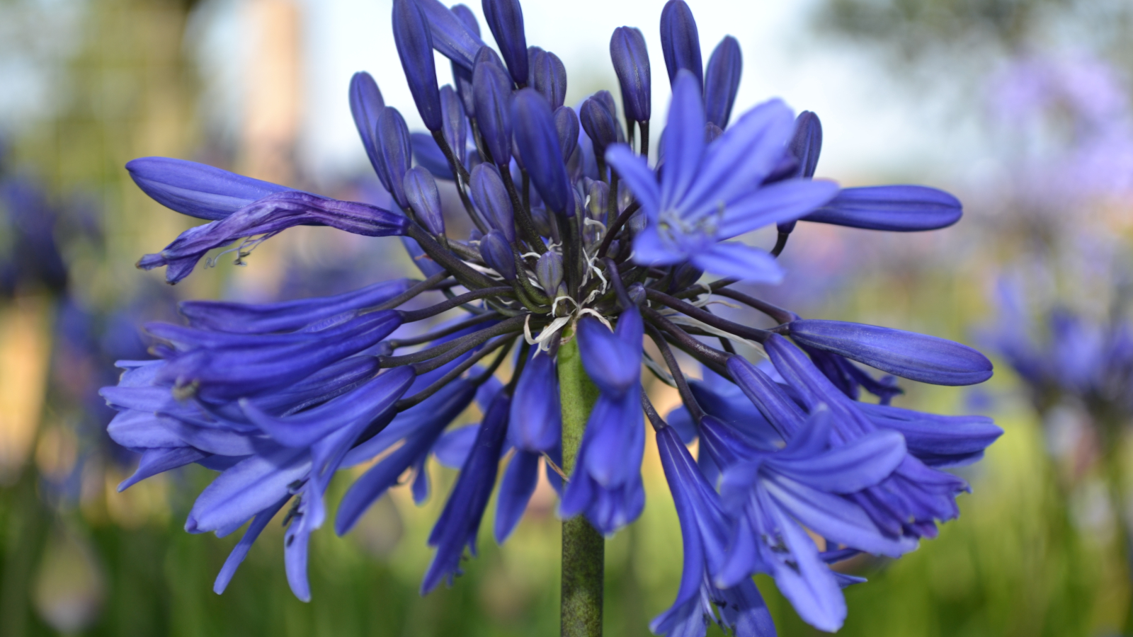 Agapanthus 'Navy Blue'  Navy Blue Lily-of-the-Nile