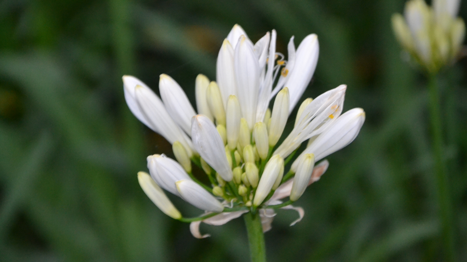 Agapanthus 'White Pixie' (Evergreen) | Agapanthuskwekerij