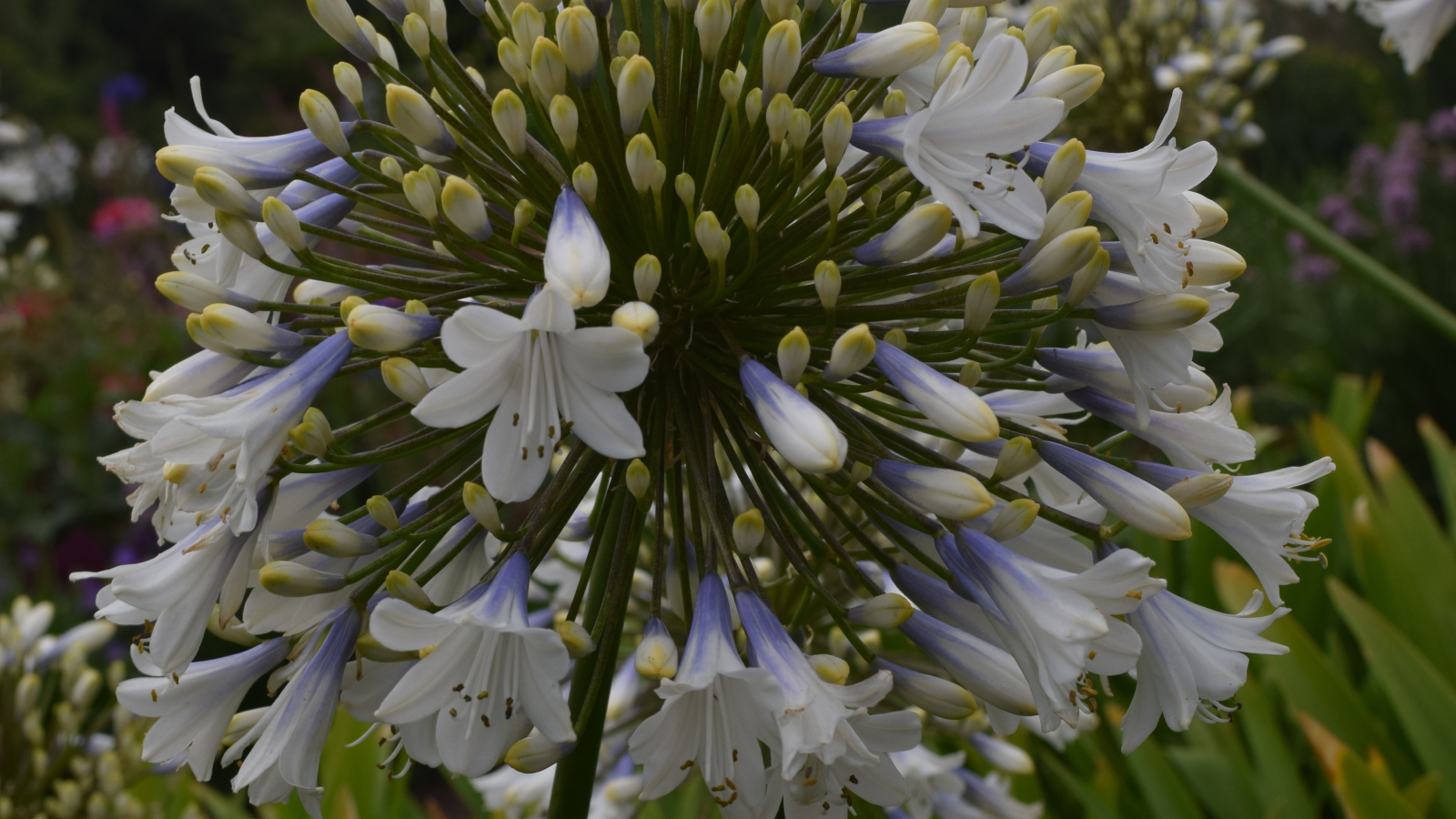 Agapanthus 'Enigma' (bladhoudend) | Agapanthuskwekerij