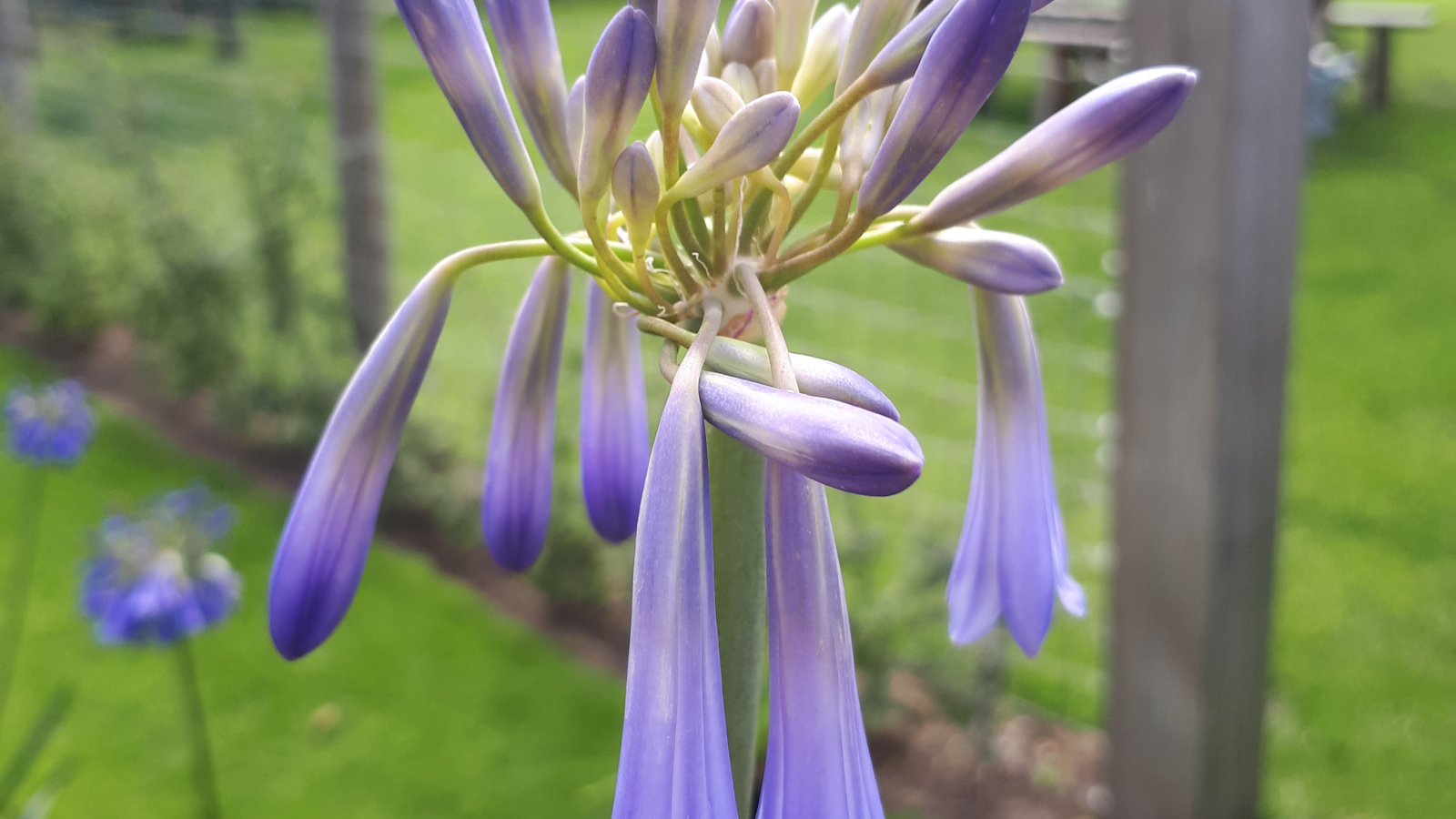 hanging agapanthus plant a creative way to add greenery to your space