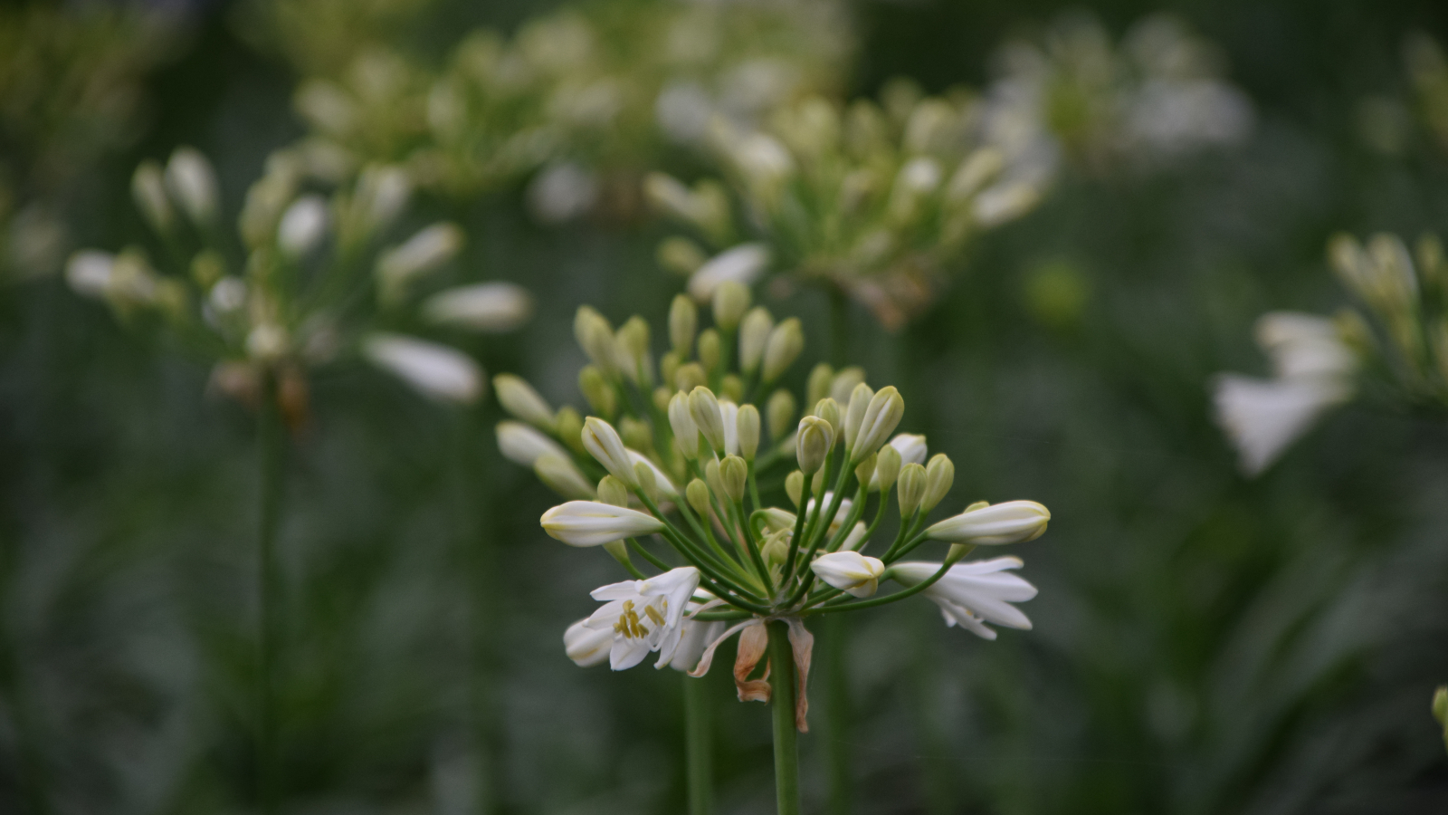 Agapanthus Summer Love White ® Evergreen Agapanthuskwekerij