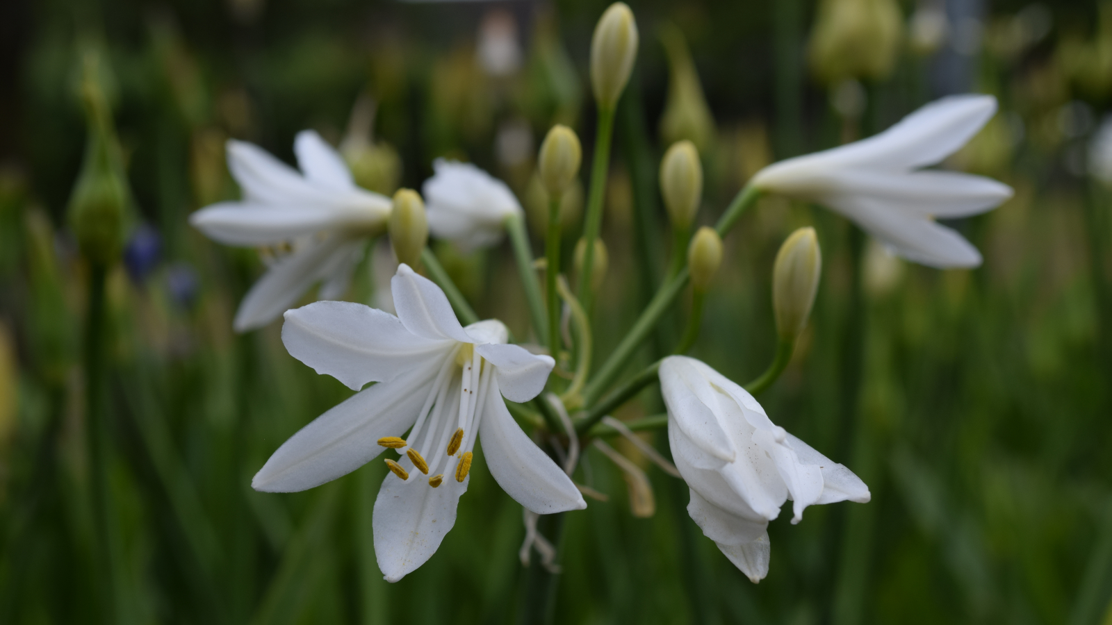 Agapanthus Summer Love White ® Bladhoudend Agapanthuskwekerij