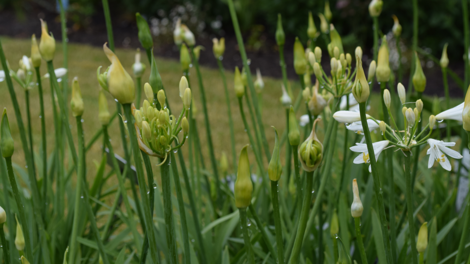 Agapanthus Summer Love White ® Bladhoudend Agapanthuskwekerij